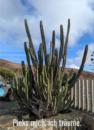 Postkarte Kaktus